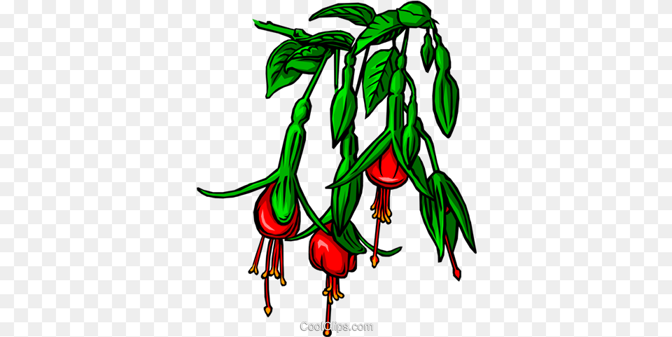 Bleeding Heart Flower Royalty Free Vector Clip Art Illustration, Plant, Vegetation, Food, Fruit Png Image