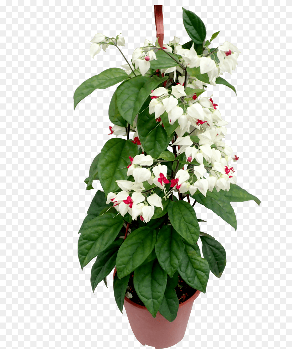 Bleeding Heart Vine In Pots, Flower, Flower Arrangement, Plant, Potted Plant Free Transparent Png