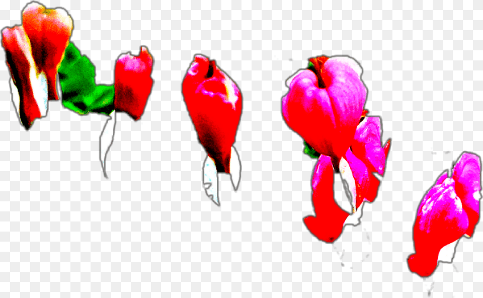 Bleeding Hearts Illustration, Flower, Petal, Plant, Bud Free Transparent Png
