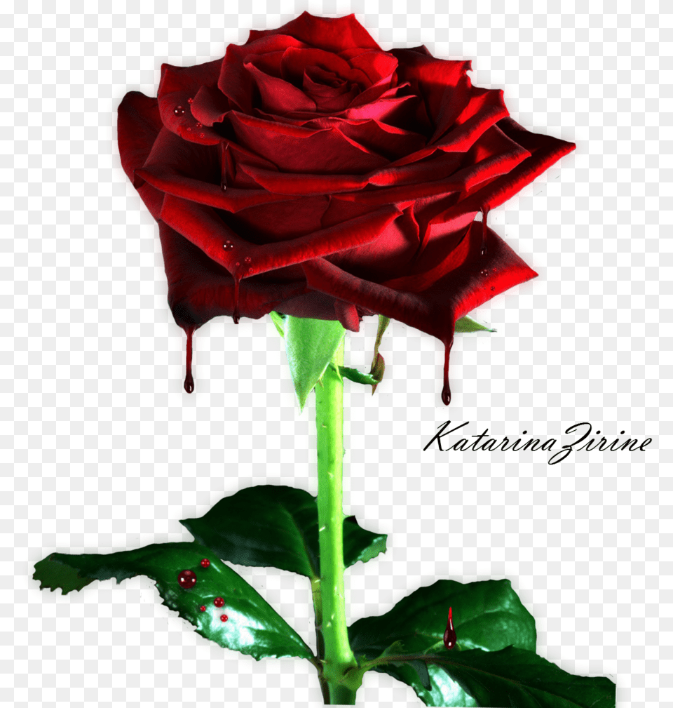 Bleeding Rose By Vladnoxart Bleeding Rose By Background Rose Flower, Plant Free Transparent Png