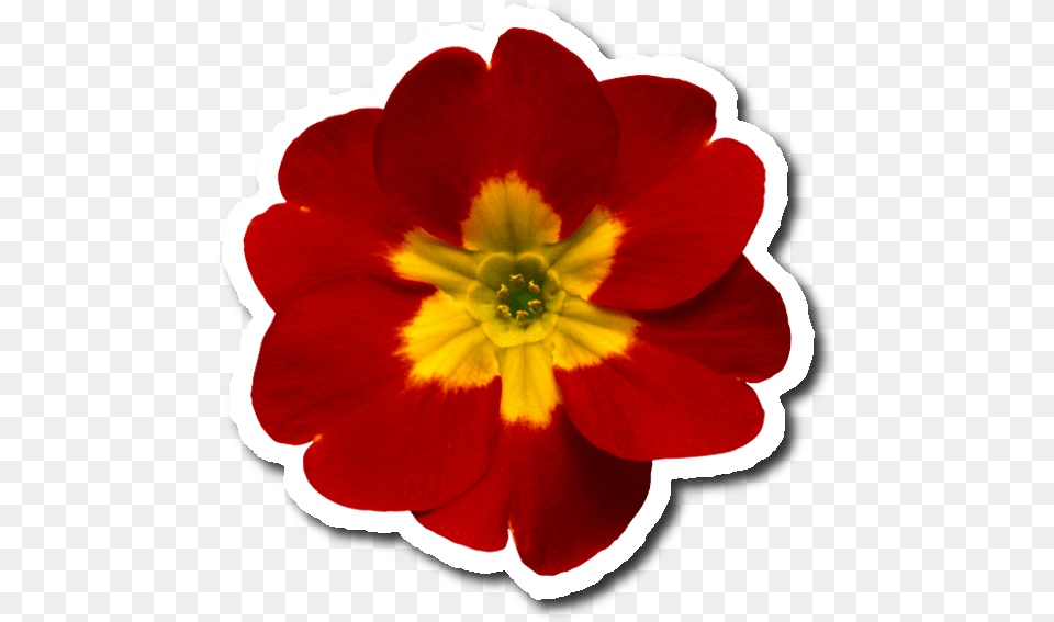 Blessed Sunday To You And Your Family, Anther, Flower, Geranium, Petal Png