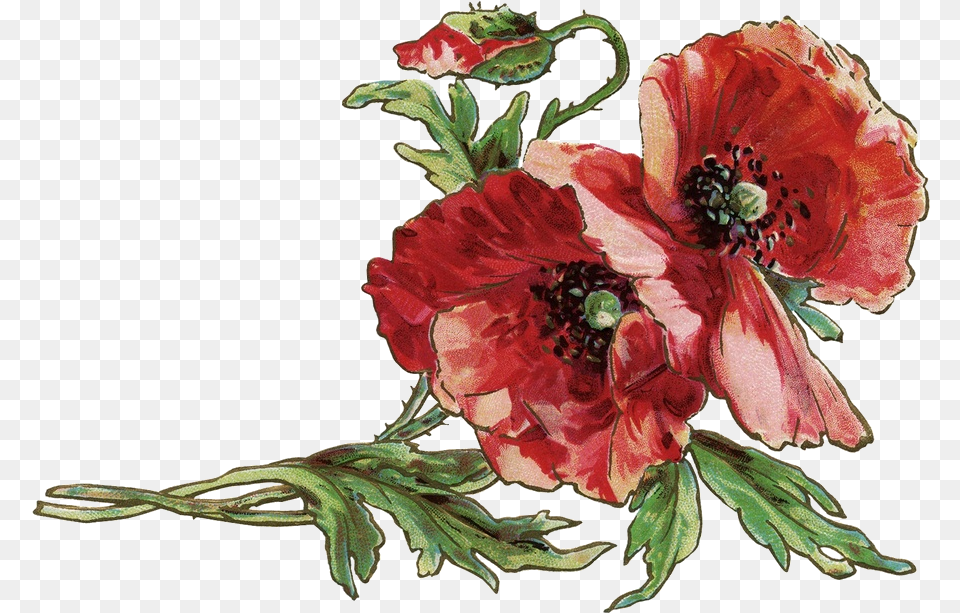 Blessings Clip Art, Anemone, Flower, Plant, Rose Free Transparent Png
