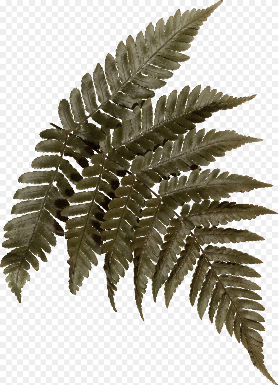 Blinkscan Does Nature, Fern, Plant, Leaf Free Transparent Png