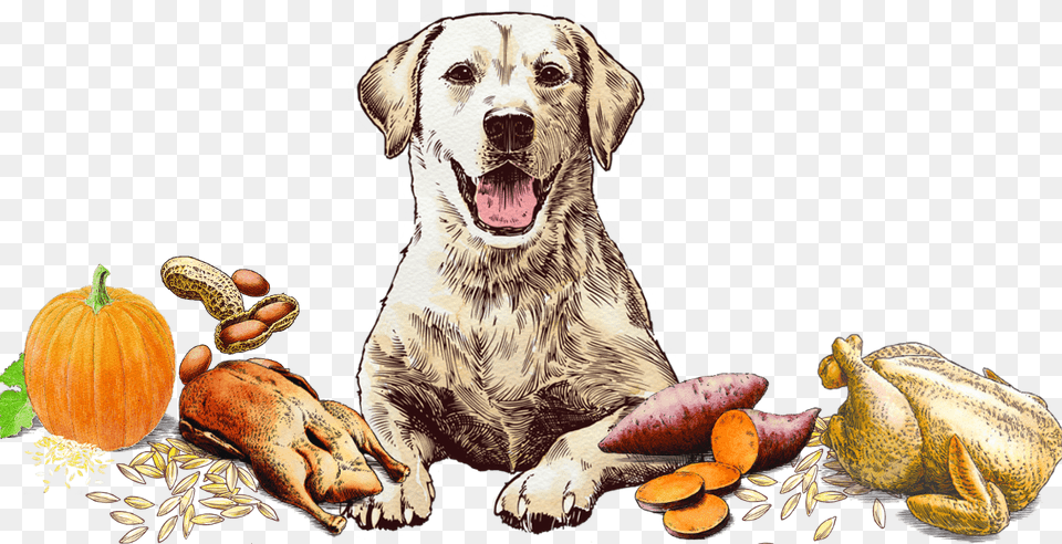 Blissful Biscuit Art Dog Yawns, Animal, Pet, Mammal, Canine Free Transparent Png