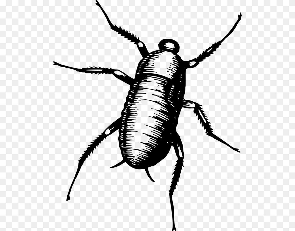 Blister Beetlesoriental Cockroachdarkling Beetles Bug Gif, Gray Png Image