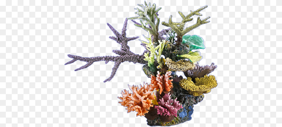 Blobfish Cafe Ocean Under Water Plant, Animal, Sea Life, Sea, Reef Free Png Download