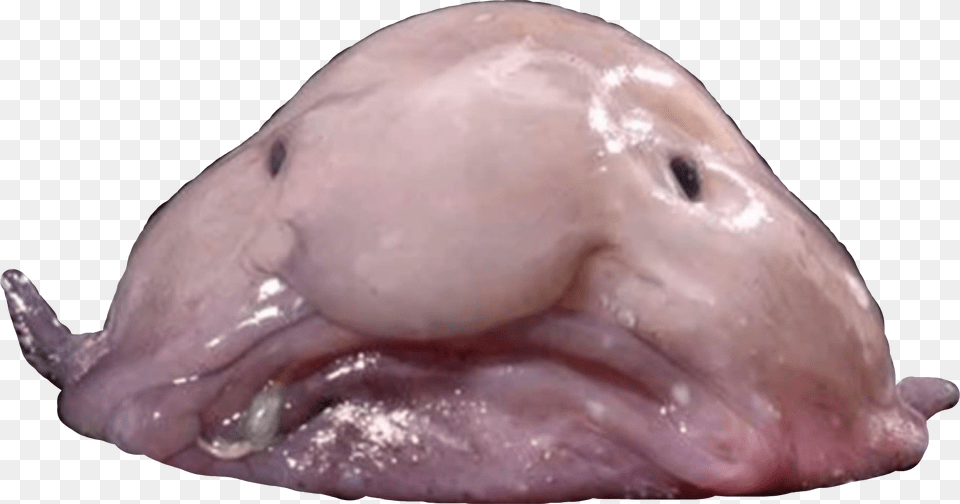 Blobfish Fish Blob Seacreature Sealife Sea Ocean, Animal, Mammal, Pig, Sea Life Png Image