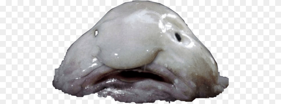 Blobfish Freetoedit Whale With Weird Nose, Animal, Sea Life, Beluga Whale, Mammal Png