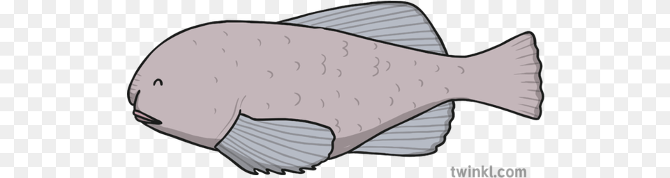 Blobfish Illustration Halibut, Animal, Sea Life, Fish Png