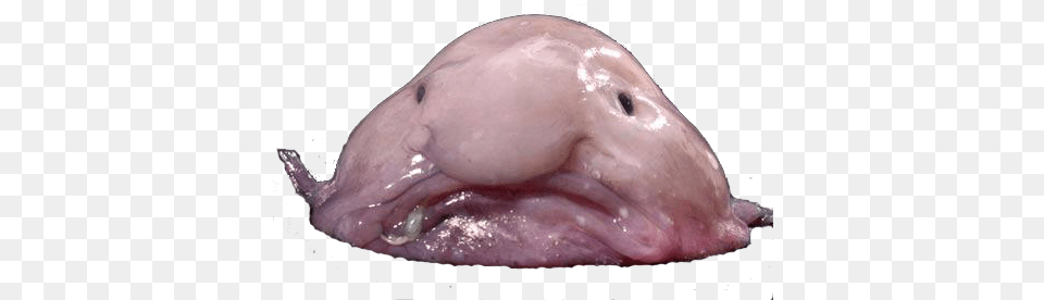 Blobfish Image Blobfish, Animal, Sea Life, Beluga Whale, Mammal Png