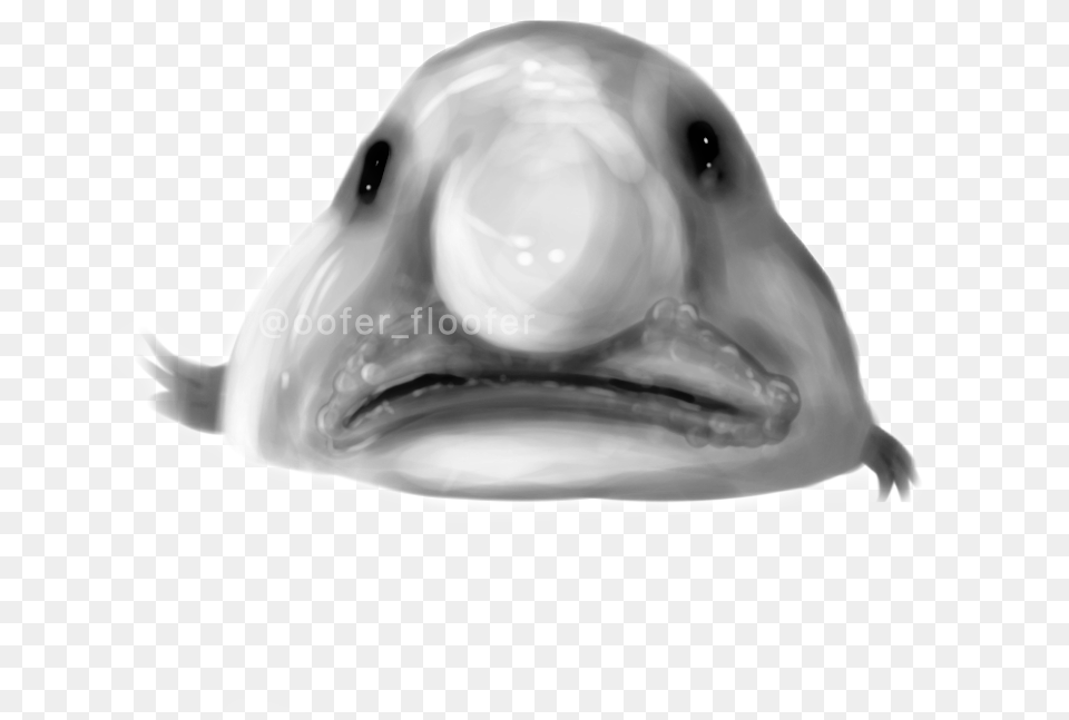 Blobfish Image By Scout Wolf Carp, Animal, Sea Life, Beluga Whale, Mammal Free Png Download