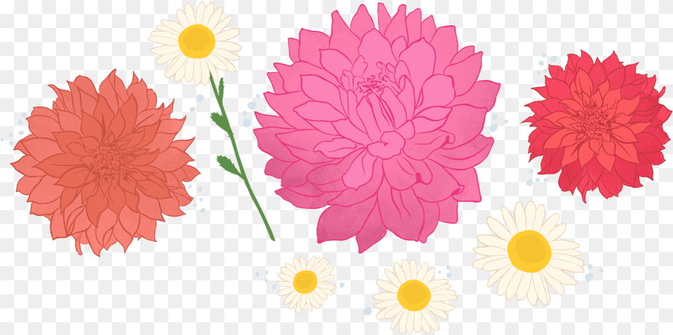 Bloemboer Flowers Logo Barberton Daisy, Dahlia, Flower, Plant, Rose Free Transparent Png
