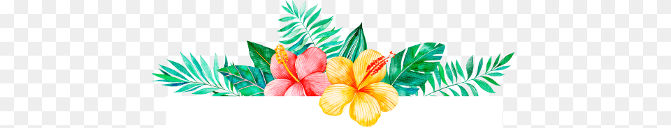 Blog, Flower, Plant, Hibiscus Png Image