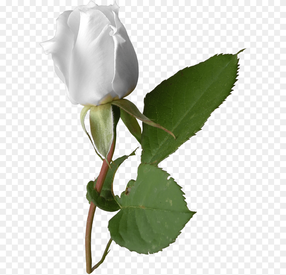 Blog, Flower, Plant, Rose, Bud Png Image
