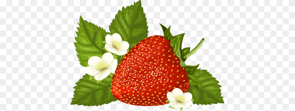 Blog De L39ile De Kahlan Strawberry Fraise Skull Manches Longuest Shirt, Berry, Food, Fruit, Plant Free Png