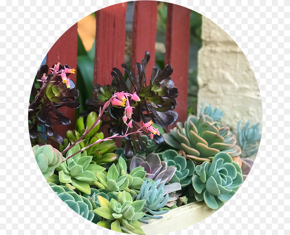 Blog Fireflyinstitute Houseplant, Flower, Flower Arrangement, Plant, Leaf Png