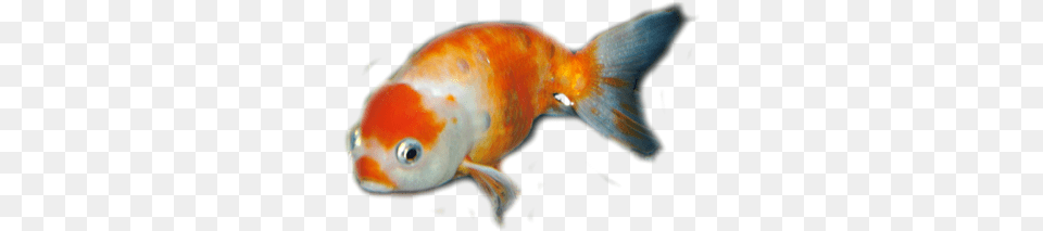 Blog Goldfish, Animal, Sea Life, Fish Png Image