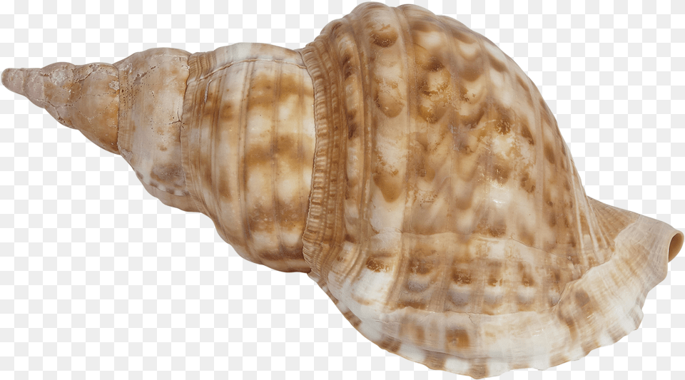Blonde Triton, Animal, Invertebrate, Sea Life, Seashell Png Image