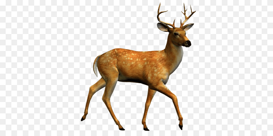 Blondies Woodland Creatures, Animal, Antelope, Deer, Mammal Free Transparent Png