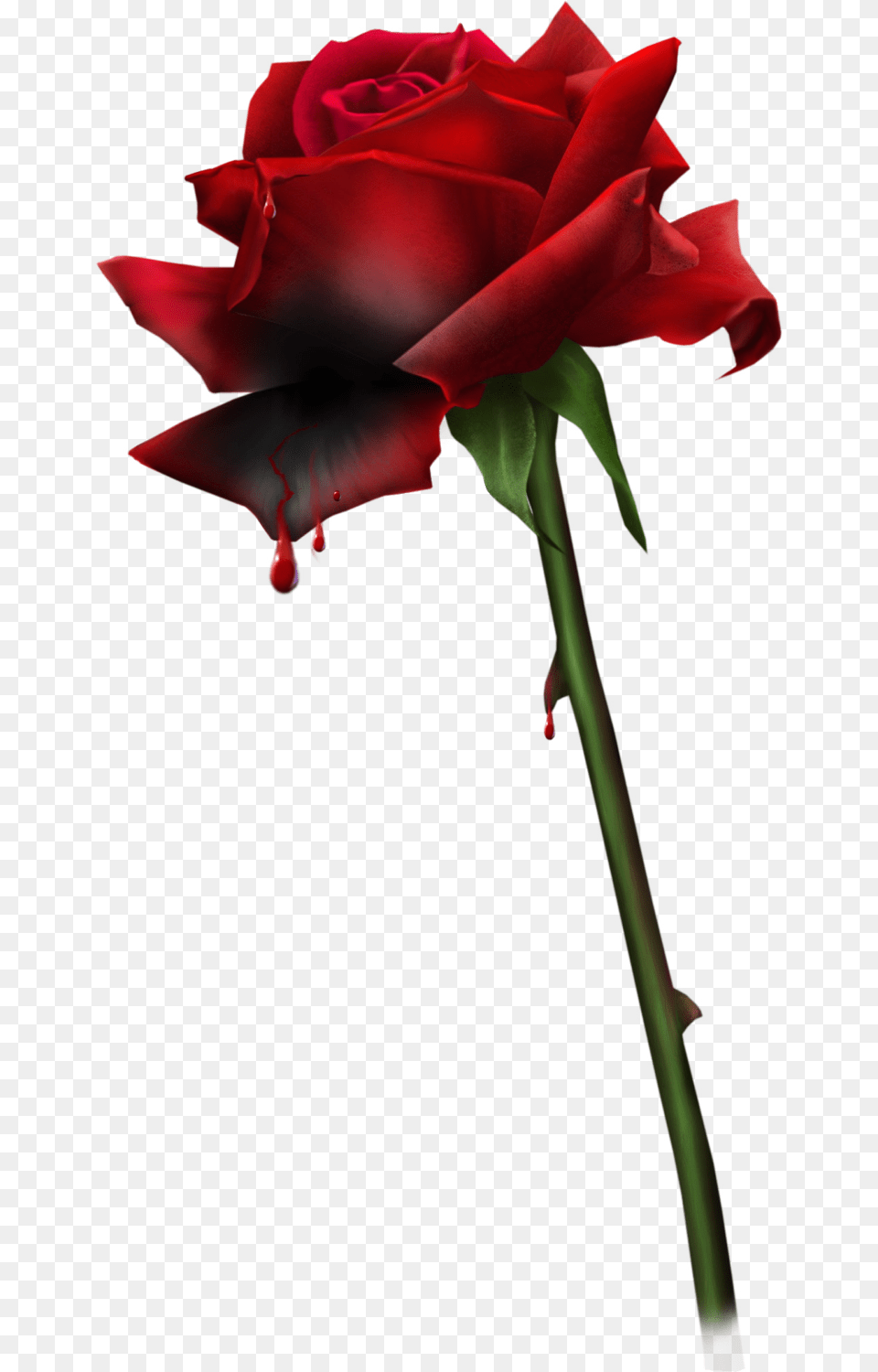 Blood Bloody Rosebloody Rosesgothgoth Aestheticroserosesred Kanayan Gl, Flower, Plant, Rose Free Transparent Png