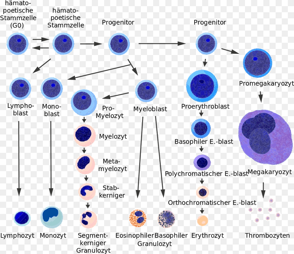 Blood Cells Differentiation Chart De Stem Cell, Accessories, Earring, Jewelry, Gemstone Png