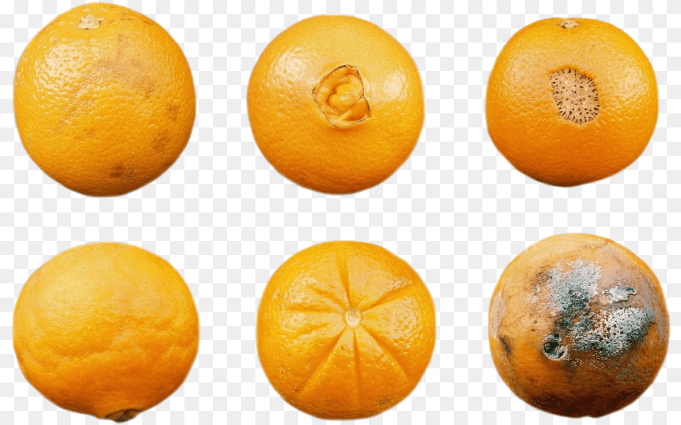 Blood Orange, Citrus Fruit, Food, Fruit, Plant Free Transparent Png