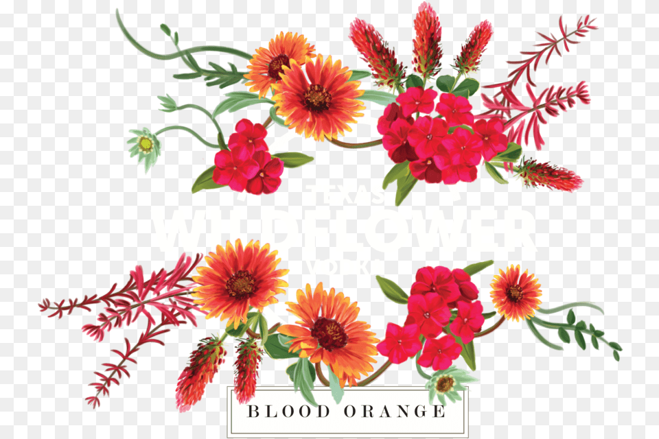Blood Orange White, Art, Floral Design, Flower, Graphics Free Png