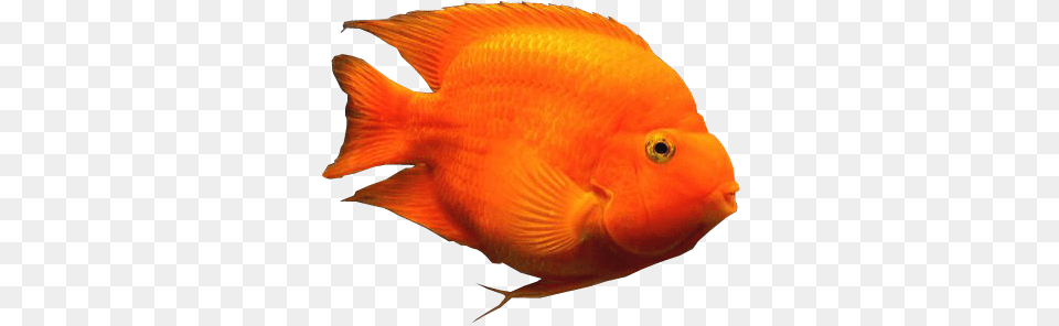 Blood Parrot Fish Background Aquarium Fishes Orange Fish With No Background, Animal, Sea Life, Goldfish Free Png Download