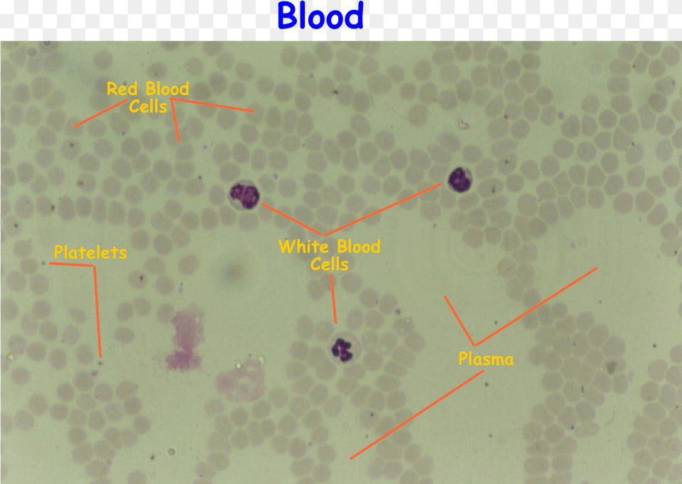 Blood Smear, Arrow, Weapon Png