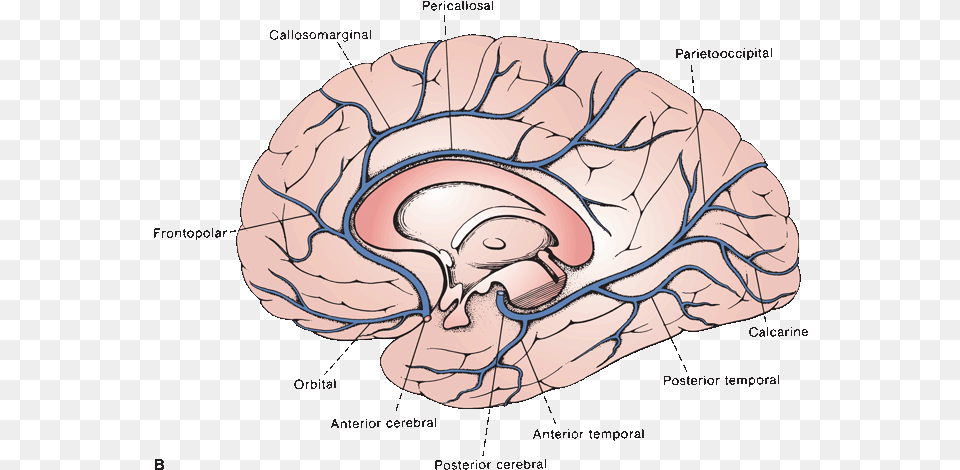 Blood Supply Of Medial Surface Of Brain, Ct Scan, Baby, Person Png