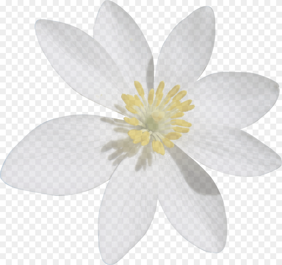 Blood Turmeric White Flower Cut Fleur Blanche, Plant, Pollen, Anther, Petal Free Png