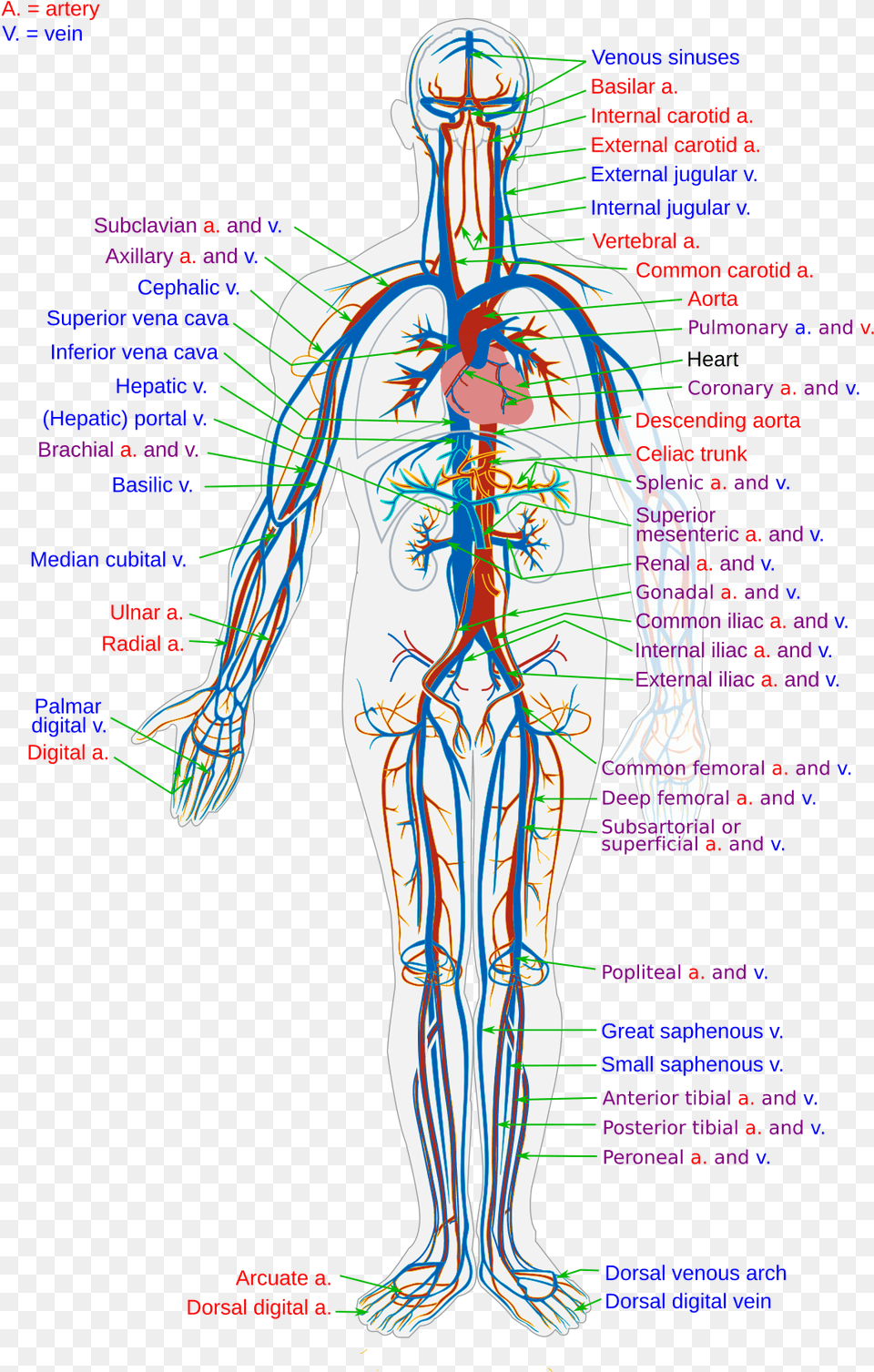 Blood Vessel Wikipedia Blood Vessels In The Body, Adult, Female, Person, Woman Free Png Download