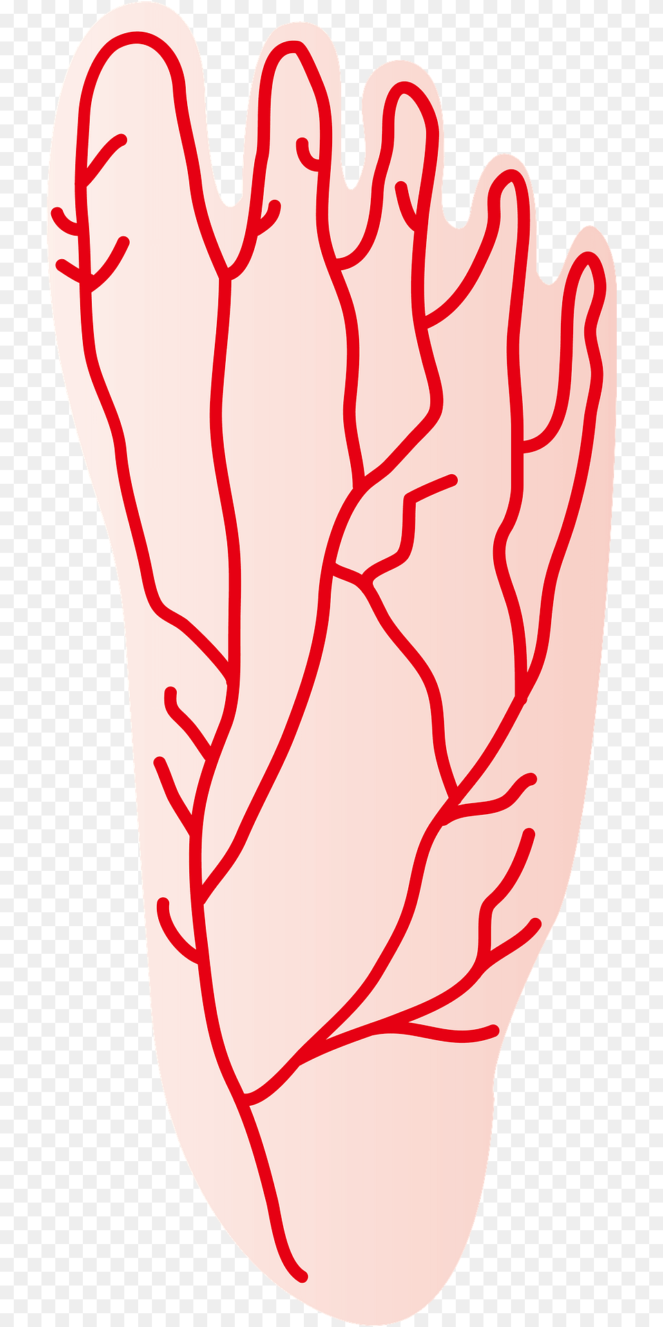 Blood Vessels In The Human Foot Clipart, Body Part, Hand, Person, Food Free Transparent Png