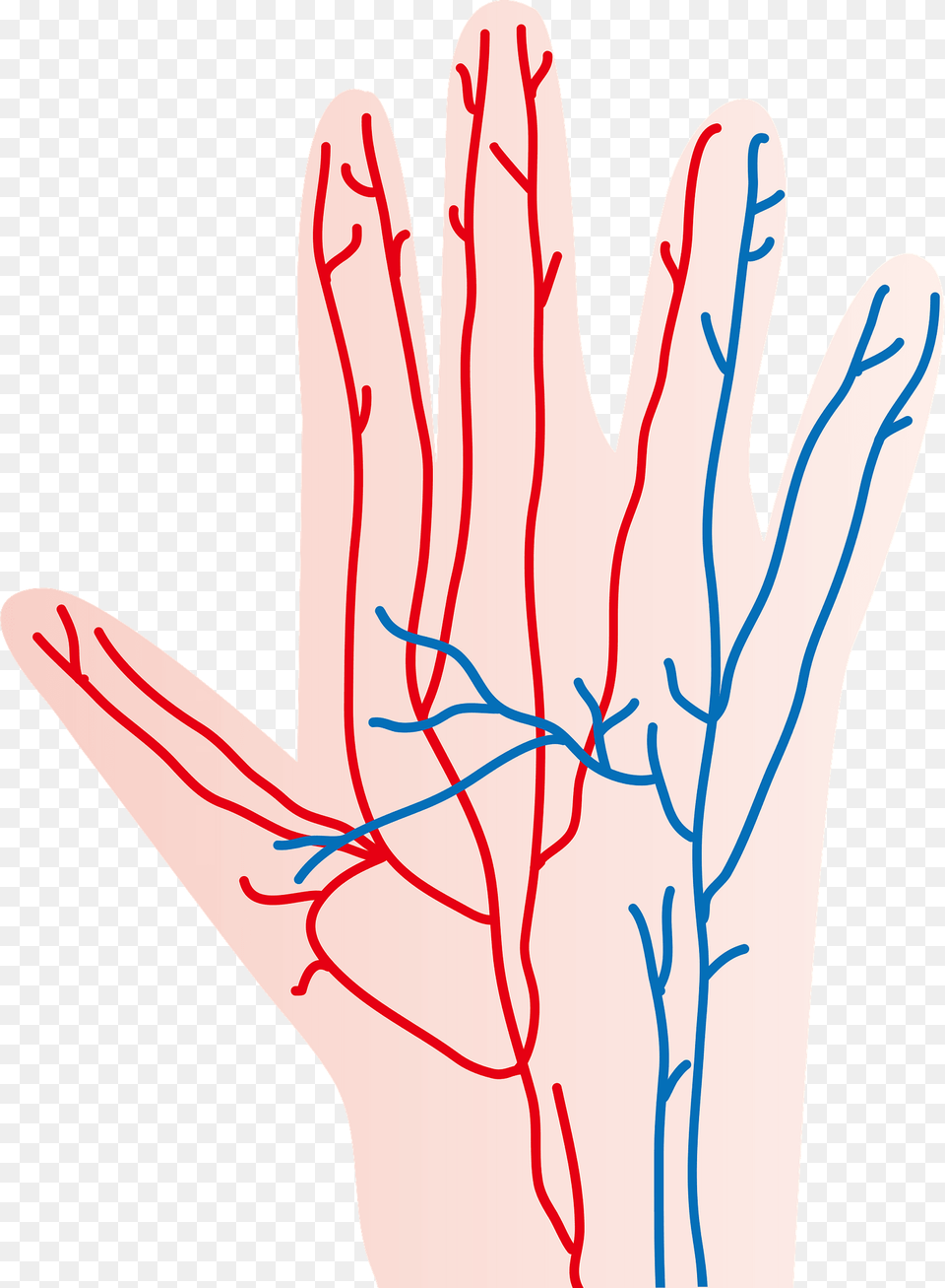 Blood Vessels In The Human Hand Clipart, Body Part, Finger, Person, Wrist Free Png Download