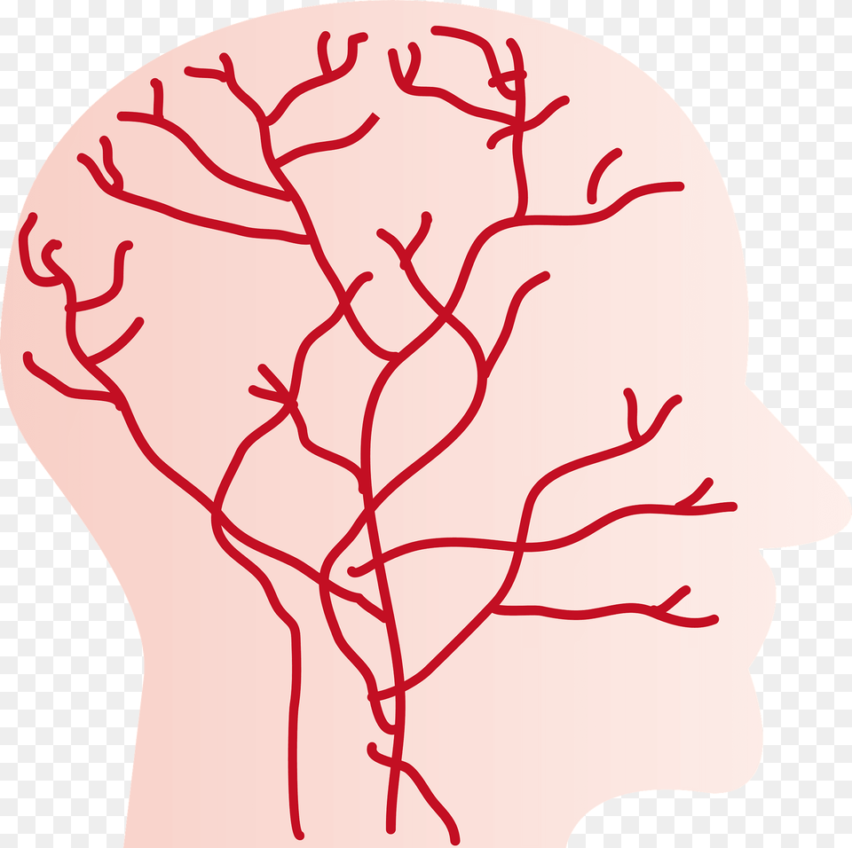 Blood Vessels In The Human Head Clipart, Body Part, Face, Neck, Person Png Image