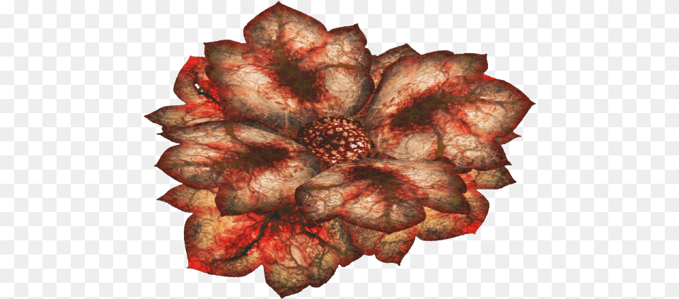 Bloodleaf Flower, Accessories, Pattern, Leaf, Dahlia Png