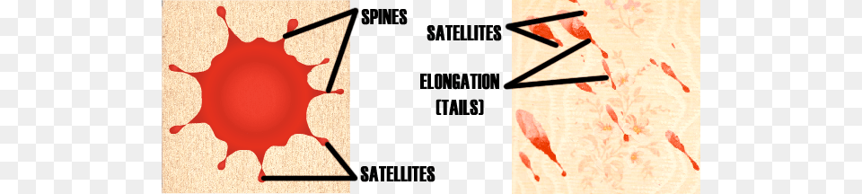 Bloodstain Pattern Analysis Principles, Stain, Leaf, Plant Png