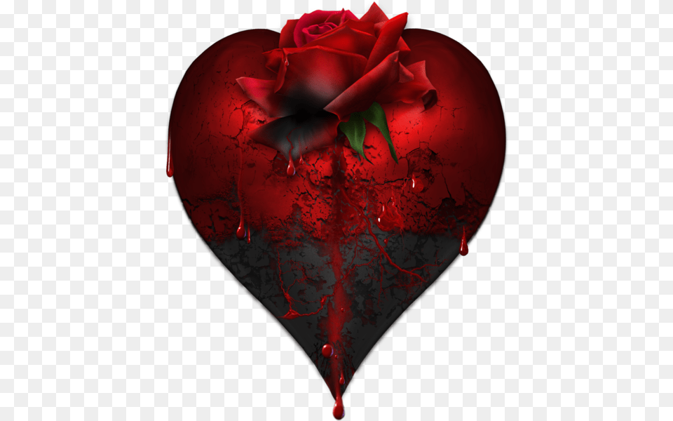 Bloody Heart Wrose, Flower, Plant, Rose, Petal Png Image
