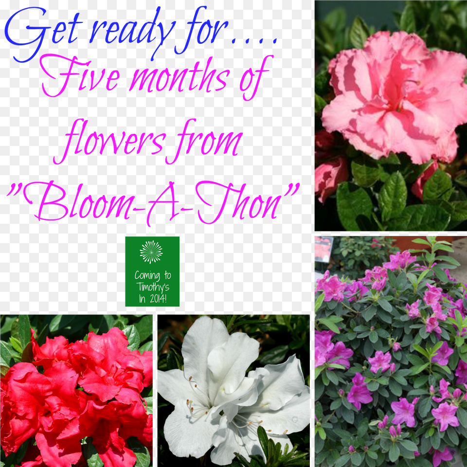 Bloom A Thon Azaleas Evergreen Rose Free Transparent Png