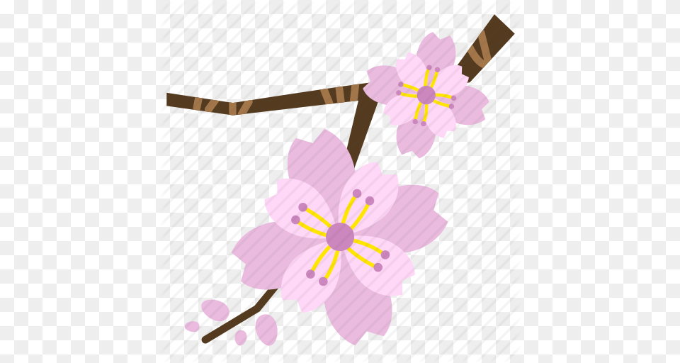 Bloom Blossom Cherry Blossom Flower Perennial Pink Sakura Icon, Plant, Cherry Blossom Free Png