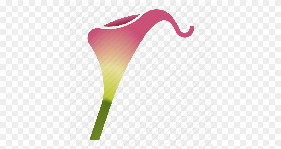 Bloom Bulb Calla Lily Florist Flower Icon, Plant, Petal Free Transparent Png