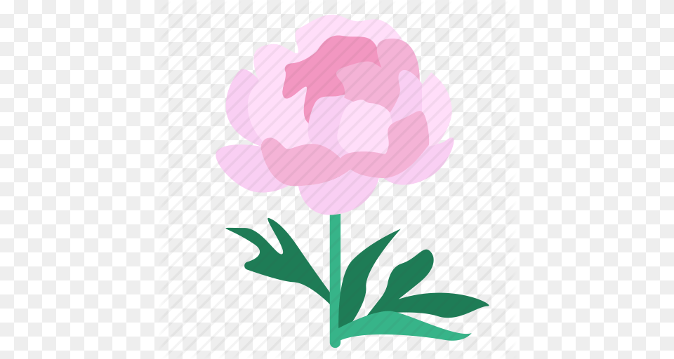 Bloom Flora Flower Peony Plant Showy Shrubby Icon, Carnation Png