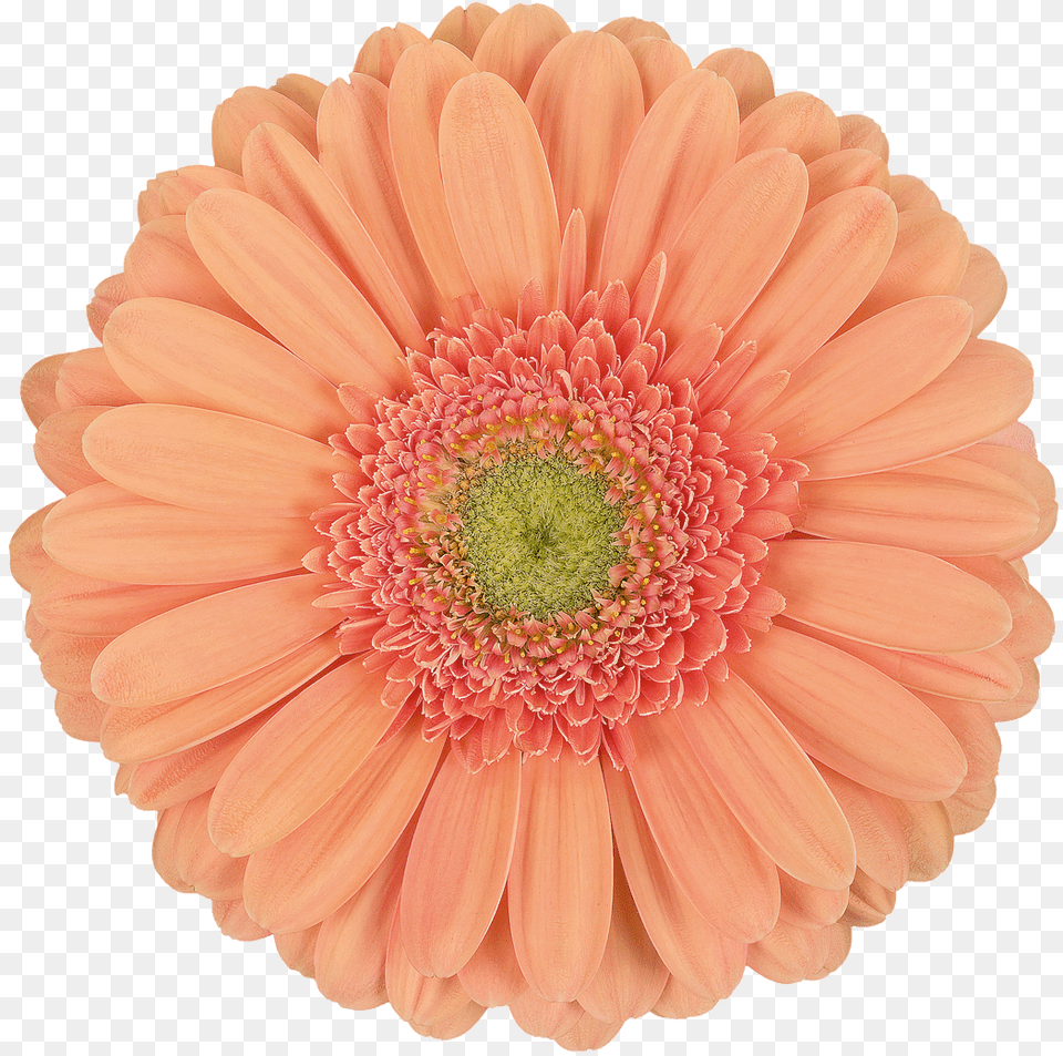 Bloom Flower Gif, Dahlia, Daisy, Plant, Petal Free Png