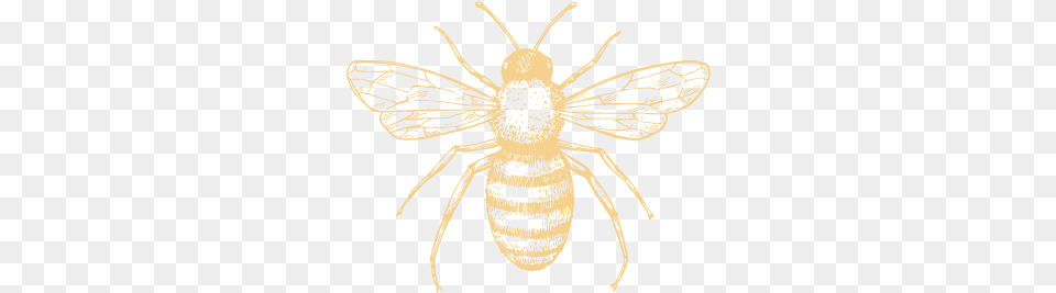 Bloom Honeybee, Animal, Invertebrate, Insect, Wasp Free Png