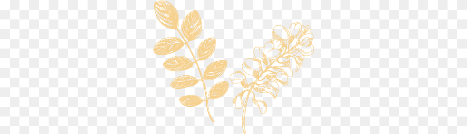 Bloom Motif, Plant, Leaf, Pattern, Art Free Png Download