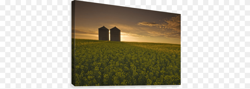 Bloom Stage Canola Field With Grain Bins In The Background Posterazzi Bloom Stage Canola Field With Grain Bins, Agriculture, Nature, Meadow, Rural Free Transparent Png