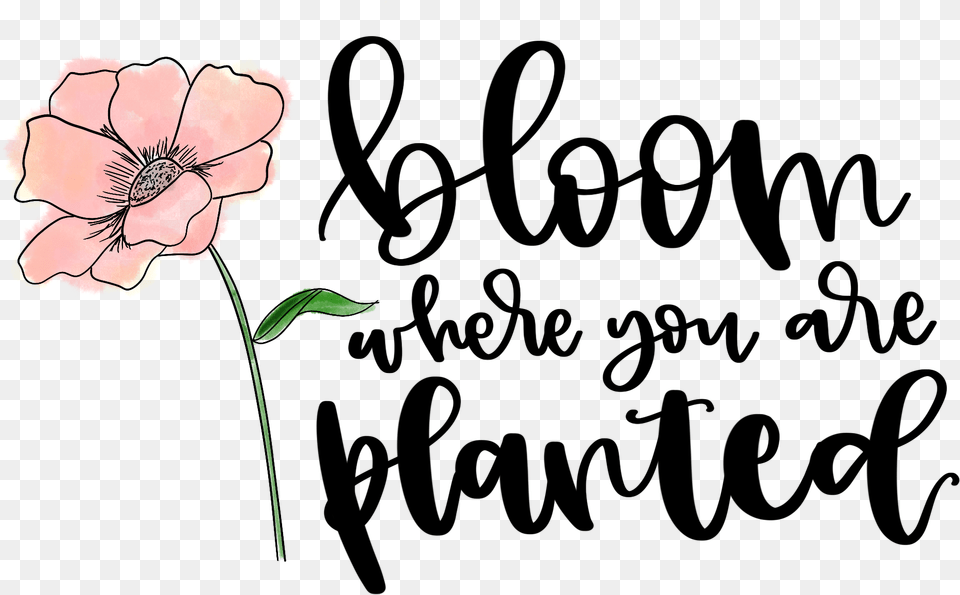 Bloom Where You Are Planted Printable Bloom Where You Are Planted, Anemone, Flower, Geranium, Petal Free Png Download