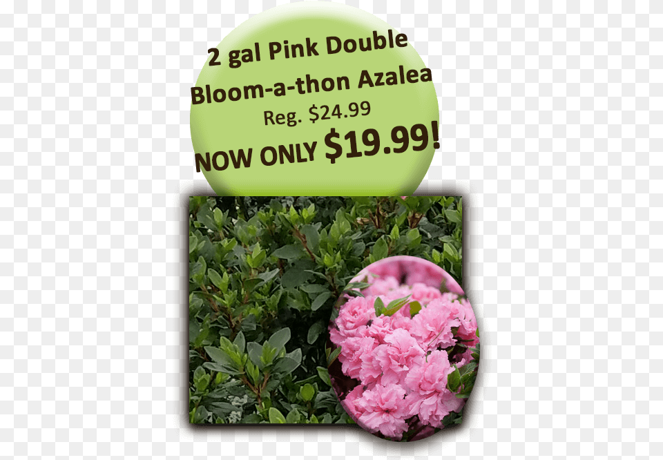 Bloomathon Pink Azalea Red Clover, Plant, Carnation, Flower, Sport Free Png Download