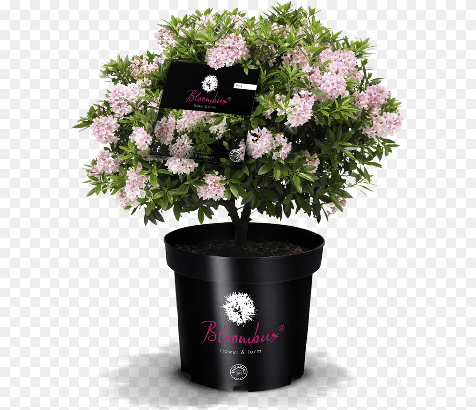 Bloombux Ideal For The Garden And The Tub Rhododendron 39nugget By, Flower, Plant, Flower Arrangement, Potted Plant Png Image