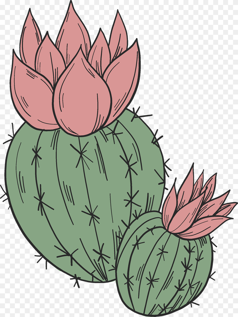 Blooming Cactus Clipart, Plant Png